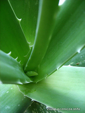 Aloe vera - Aloes zwyczajny