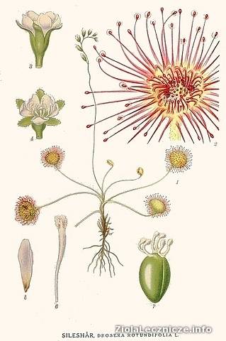 Drosera rotundifolia - Rosiczka okrągłolistna